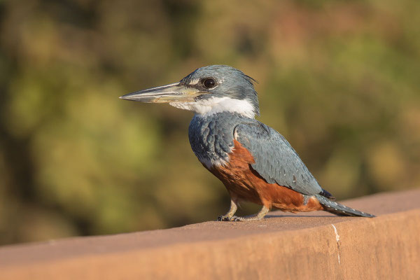 Rotbrustfischer (Megaceryle torquata) - Ringed kingfisher - 1