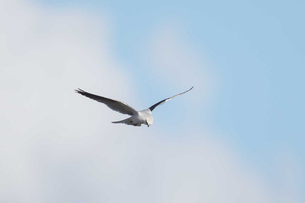 Australischer Gleitaar, Black-shouldered Kite, Elanus axillaris - 1