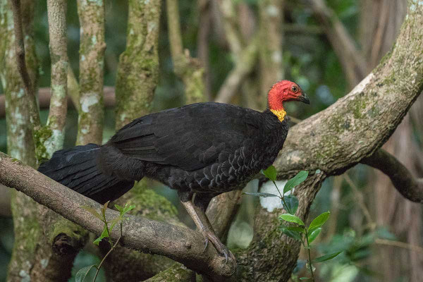 Buschhuhn (Alectura lathami) - Australian brushturkey - 2