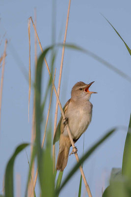 Drosselrohrsänger (Acrocephalus arundinaceus) - 5