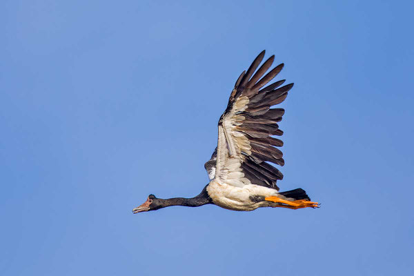 Spaltfußgans (Anseranas semipalmata) - Magpie goose - 1