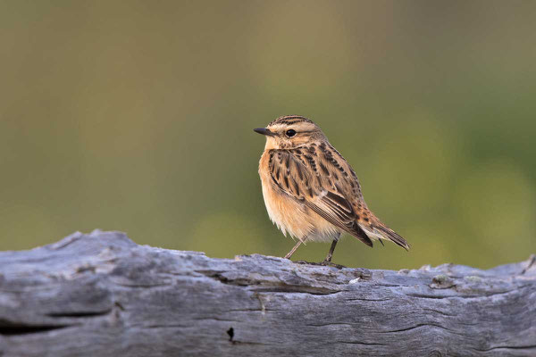 Weibliches Braunkehlchen  (Saxicola rubetra) auf dem Heimzug in Griechenland.