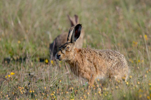 Feldhase (Lepus europaeus) - 4