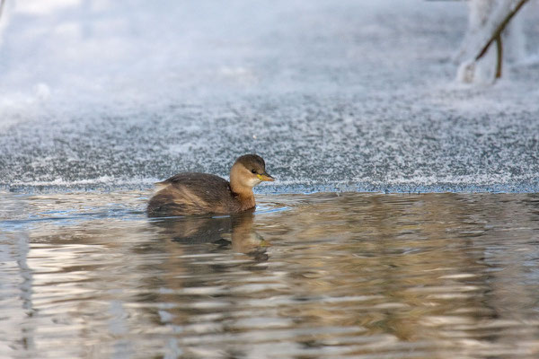 Zwergtaucher (Tachybaptus ruficollis) - 2