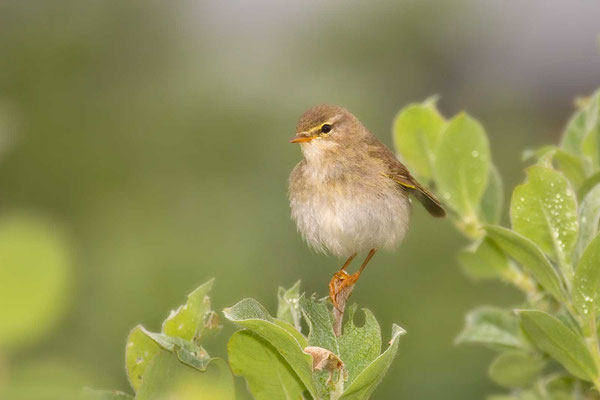 Fitis (Phylloscopus trochilus) - Willow Warbler - 2