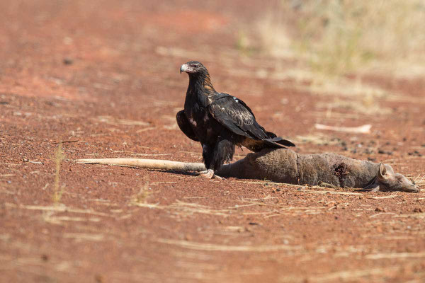 Keilschwanzadler, Wedge-tailed Eagle, Aquila audax - 7