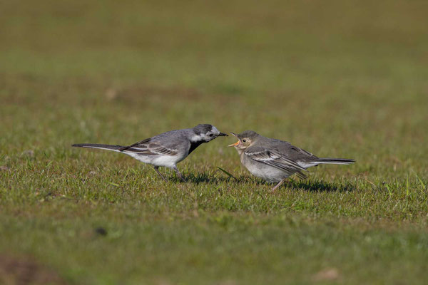 Bachstelze (Motacilla alba) - White wagtail - 19