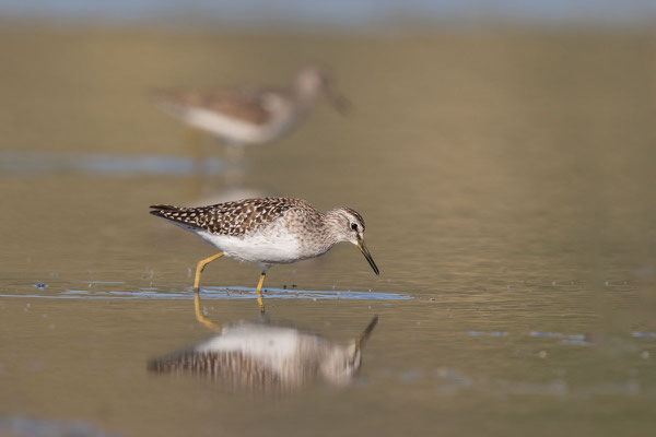 Bruchwasserläufer (Tringa glareola)  - 4