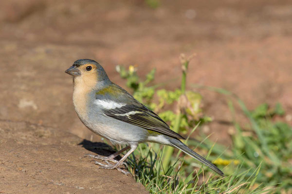 Madeira-Buchfink (Fringilla coelebs maderensis) - Madeiran chaffinch - 4