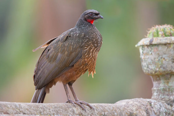 Bronzeguan - 2