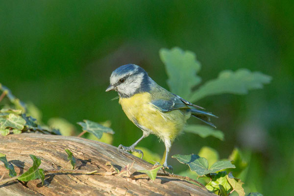 Blaumeise (Cyanistes caeruleus) - 2