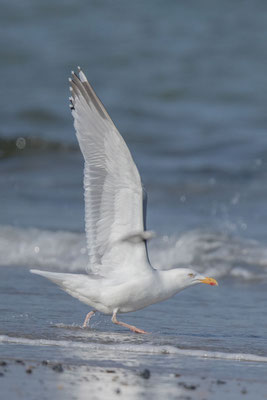 Silbermöwe (Larus argentatus) - 6