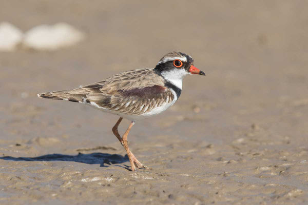 Schwarzstirnregenpfeifer (Elseyornis melanops) - Black-fronted dotterel - 1