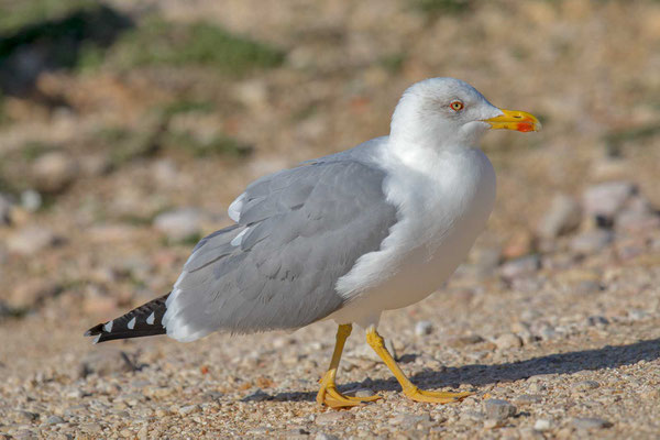 Mittelmeermöwe (Larus michahellis) - 2