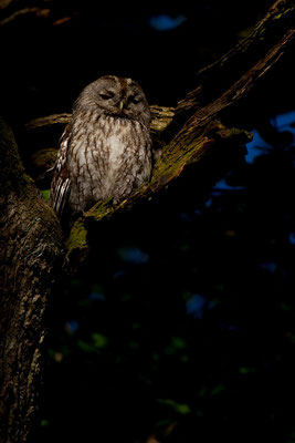 Waldkauz (Strix aluco) - 2