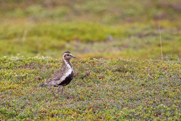 Goldregenpfeifer (Pluvialis apricaria) - 4