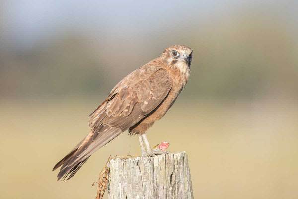 Habichtfalke, Brown falcon, Falco berigora - 6