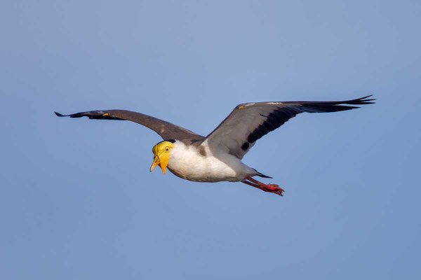 Maskenkiebitz (Vanellus miles) - Masked lapwing - 4