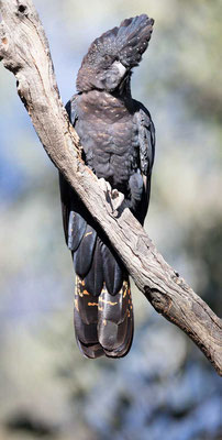 Banks-Rabenkakadu,  Red-tailed black cockatoo, Calyptorhynchus banksii - 5