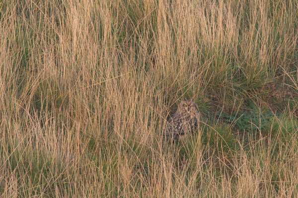 Sumpfohreule (Asio flammeus) - 1