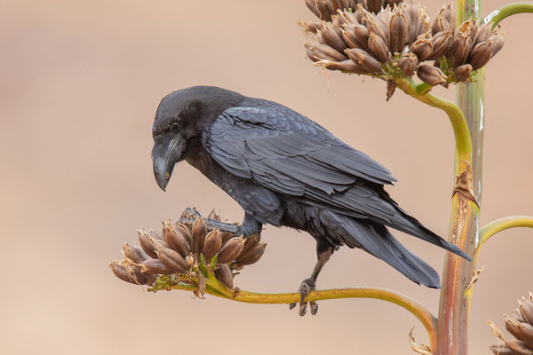 Ostkanaren-Kolkrabe (Corvus corax jordansi) im Parque Rural de Betancuria.