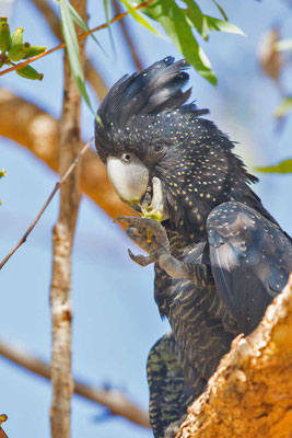 Banks-Rabenkakadu,  Red-tailed black cockatoo, Calyptorhynchus banksii - 3