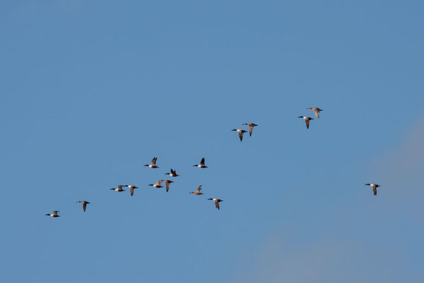 Flugformation männlicher und weiblicher Löffelenten im Prachtkleid. 