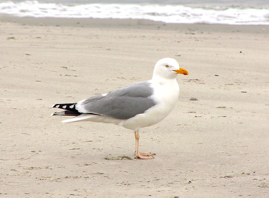 Silbermöwe (Larus argentatus), Helgoland-cc-7