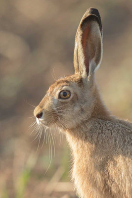 Feldhase (Lepus europaeus) - 1