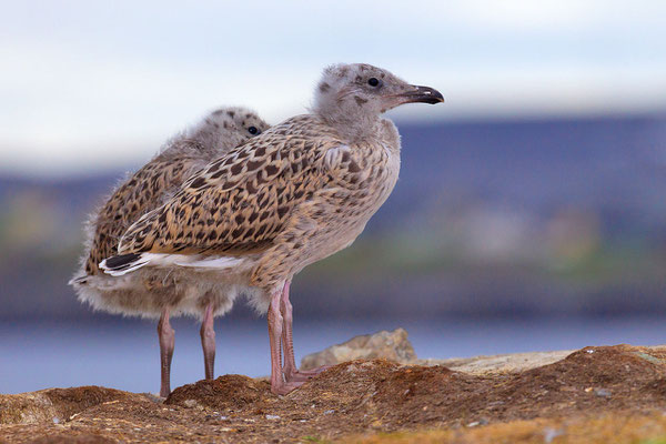 Silbermöwe (Larus argentatus), Helgoland-cc-5