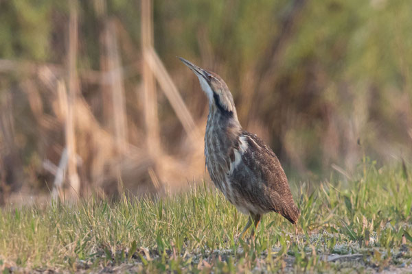 Nordamerikanische Rohrdommel (Botaurus lentiginosus)