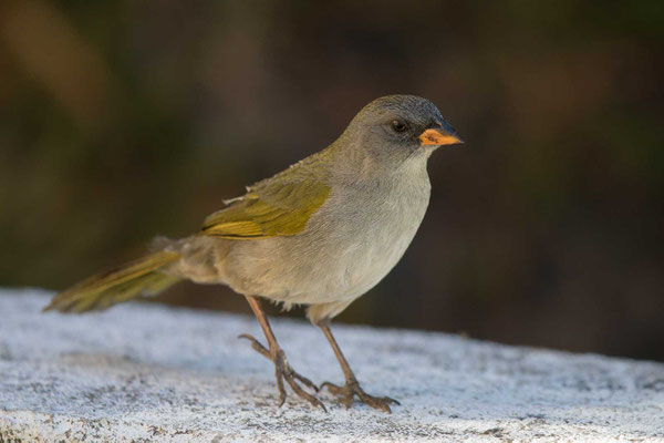 Pampaammer (Embernagra platensis)-Pampa Finch - 