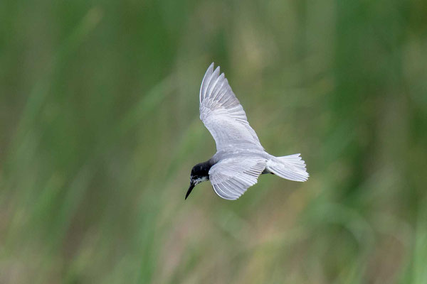 Trauerseeschwalbe (Chlidonias niger) - 2