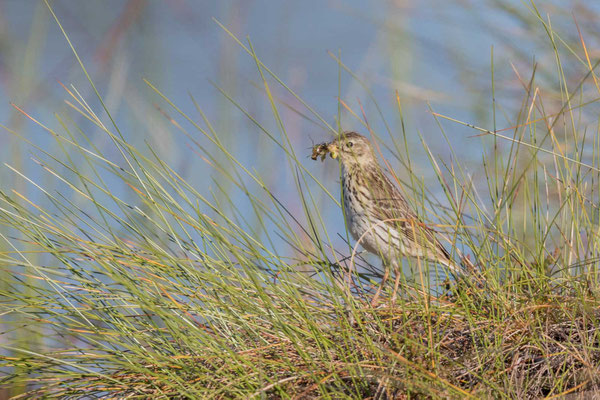 Baumpieper (Anthus trivialis) - 2