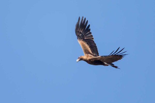 Keilschwanzadler, Wedge-tailed Eagle, Aquila audax - 2