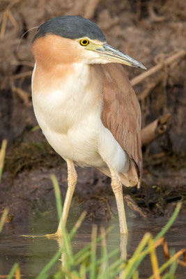 Rotrückenreiher (Nycticorax caledonicus) - Nankeen night heron - 2