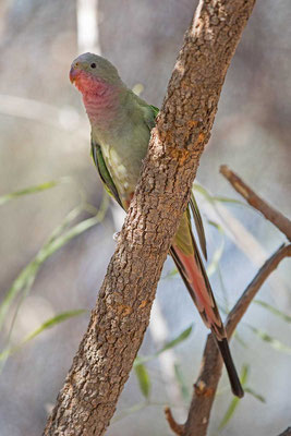 Alexandrasittich, Princess parrot, Polytelis alexandrae - 1