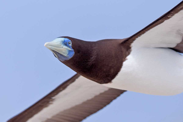 Weißbauchtölpel (Sula leucogaster) - Brown booby - 5