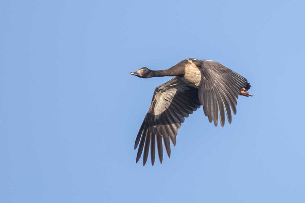 Spaltfußgans (Anseranas semipalmata) - Magpie goose - 5