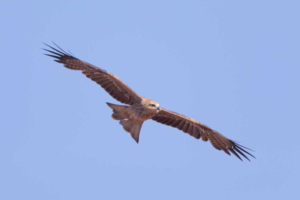 Schwarzmilan,  Black kite, Milvus migrans - 11