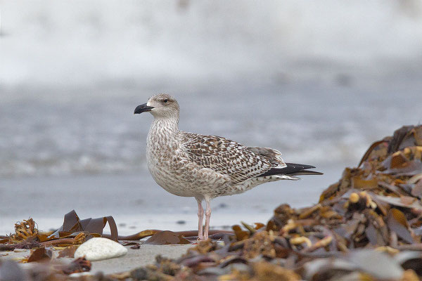 Mantelmöwe (Larus marinus) - 5