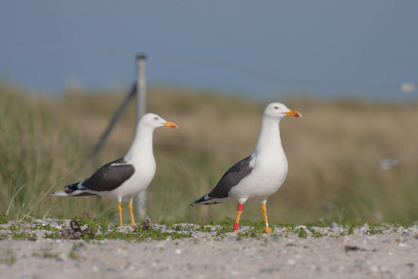 Heringsmöwe (Larus fuscus) - 8