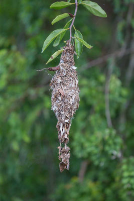 Grünrücken-Nektarvogel (Cinnyris jugularis) - 4