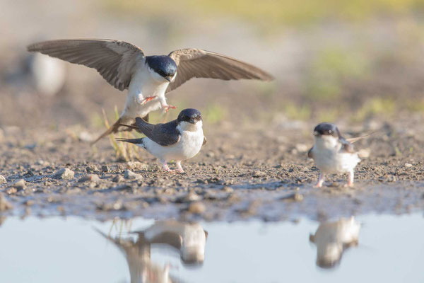 Mehlschwalbe  Delichon urbicum, Northern House-Martin - 3