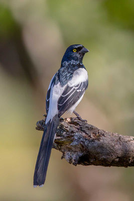 Elstertangare (Cissopis leveriana) - Magpie Tanager - 7