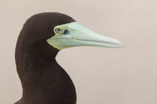 Weißbauchtölpel (Sula leucogaster) - Brown booby - 4