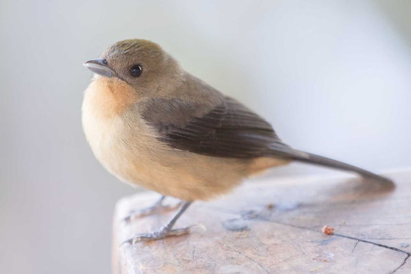 Schwarzgesichttangare (Trichothraupis melanops) - Black-goggled Tanager - 4