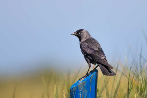 Dohle (Corvus monedula) - 1