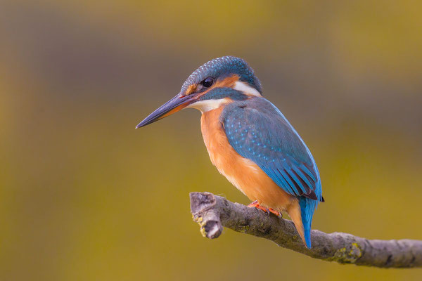 Eisvogel (Alcedo atthis) - 4