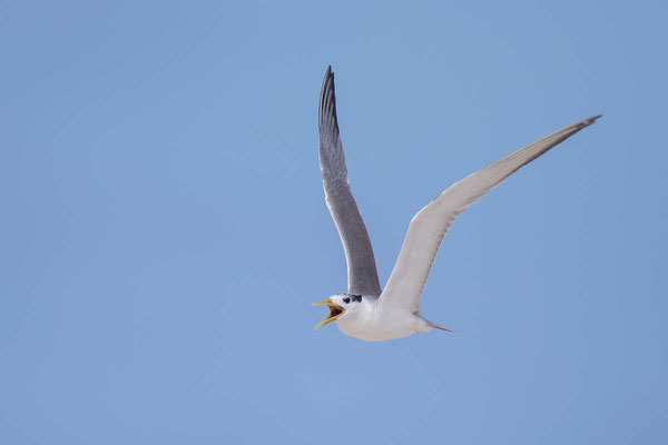 Eilseeschwalbe (Thalasseus bergii) - Greater crested tern - 6